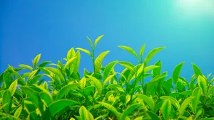 绿色植物茶叶图片壁纸_6