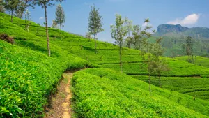 绿色植物茶叶图片壁纸_7
