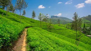 绿色植物茶叶图片壁纸_9
