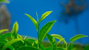 绿色植物茶叶图片壁纸_10