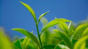 绿色植物茶叶图片壁纸_11