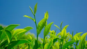 绿色植物茶叶图片壁纸_12
