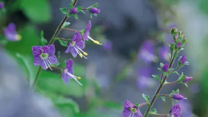 好看的野花图片大全_2