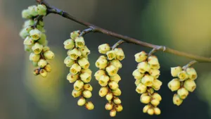 好看的野花图片大全_7