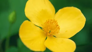 好看的野花图片大全_10