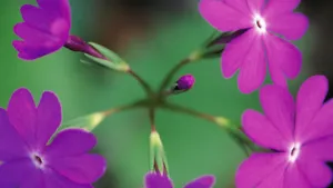 好看的野花图片大全_13