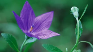 好看的野花图片大全_16