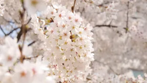高清4k樱花图片壁纸_10
