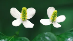 野外的白色野花图片壁纸_9