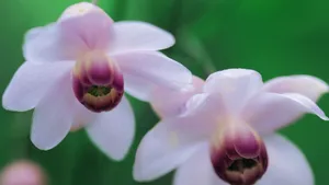 粉色红色的野花图片大全_8