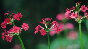 粉色红色的野花图片大全_13