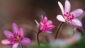 粉色红色的野花图片大全_14