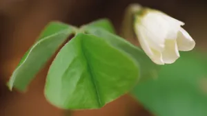好看的白色野花图片_10