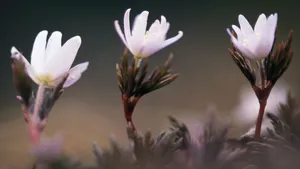 好看的白色野花图片_12