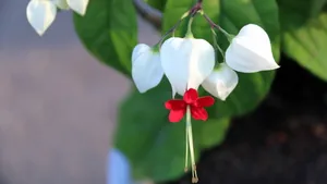 龙吐珠花图片壁纸