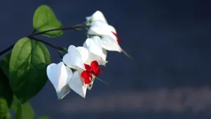 龙吐珠花图片壁纸_2