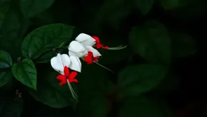 龙吐珠花图片壁纸_3