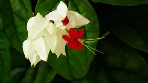 龙吐珠花图片壁纸_4
