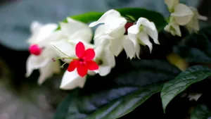 龙吐珠花图片壁纸_5