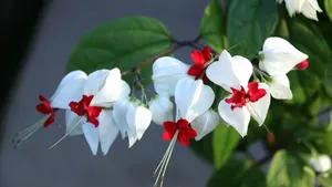 龙吐珠花图片壁纸_6
