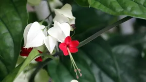 龙吐珠花图片壁纸_7