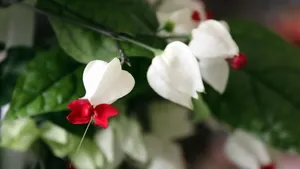 龙吐珠花图片壁纸_8