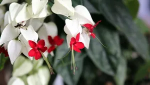 龙吐珠花图片壁纸_9