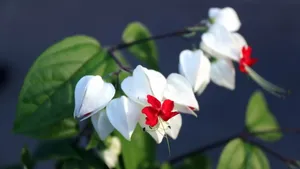 龙吐珠花图片壁纸_10