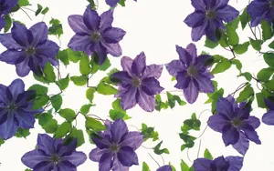 植物花卉背景图片素材_5