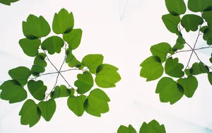 植物花卉背景图片素材_7