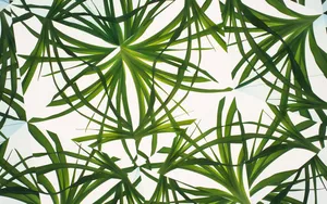 植物花卉背景图片素材_11