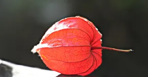 红红的灯笼草图片壁纸_4
