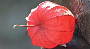 红红的灯笼草图片壁纸_5