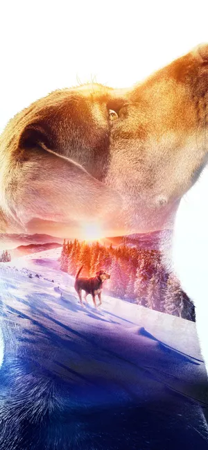 贝拉400哩的约定 A Dog's Way Home(2019)