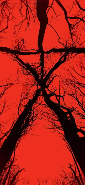 布莱尔女巫 Blair Witch(2016)_1