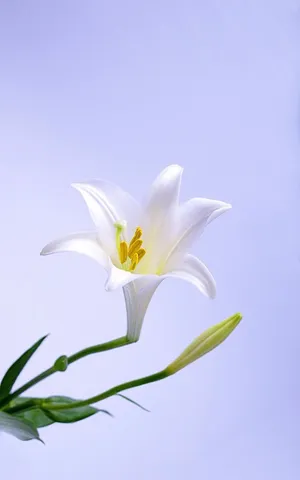 淡雅唯美的百合