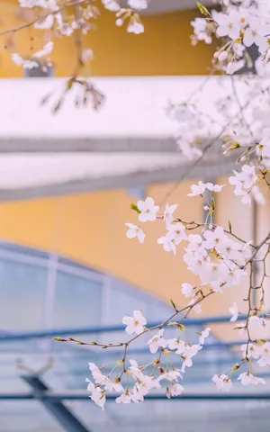 春日里的樱花胜景