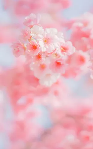治愈迷人的樱花微距图