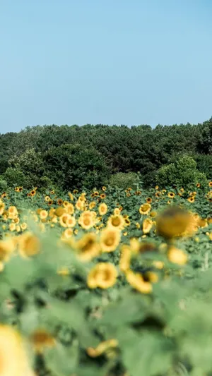 向日葵唯美迷人风景