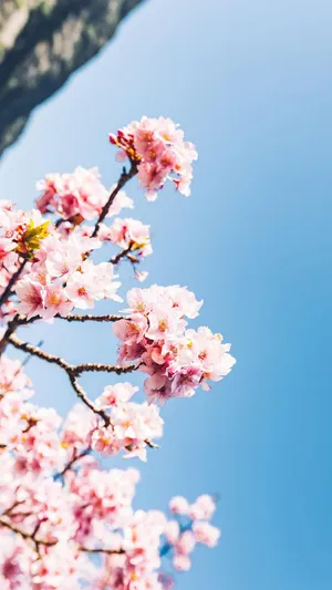 浪漫日系樱花风光