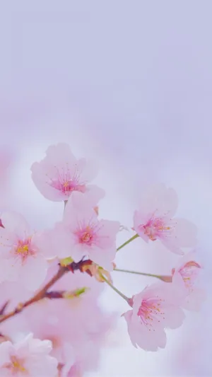 烂漫梦幻的日系樱花