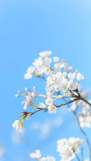 春日的唯美樱花_1