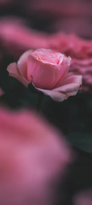 自然唯美月季摄影