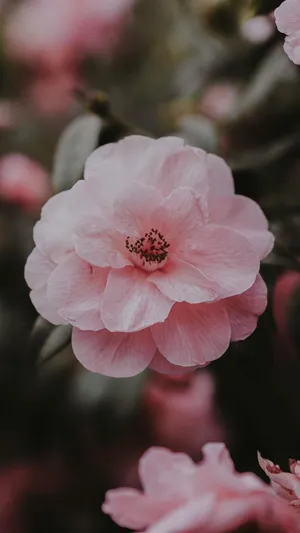 小清新迷人的花朵摄影