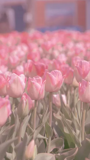 清新唯美郁金香花田