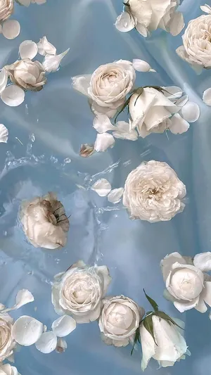 白玫瑰水中清新摄影_1