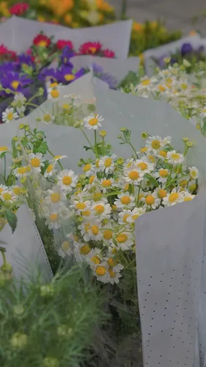 清新淡雅小雏菊花束_1