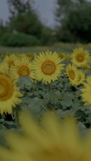 向日葵清新淡雅摄影_1