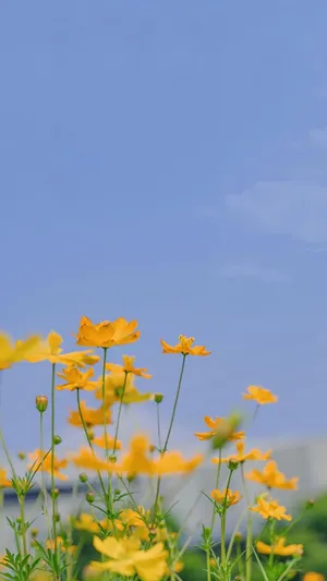 小清新养眼的金莲花