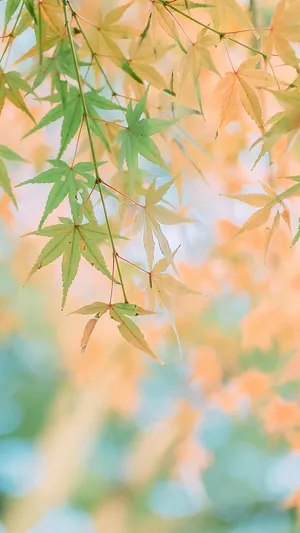 秋天泛黄的枫叶微距摄影